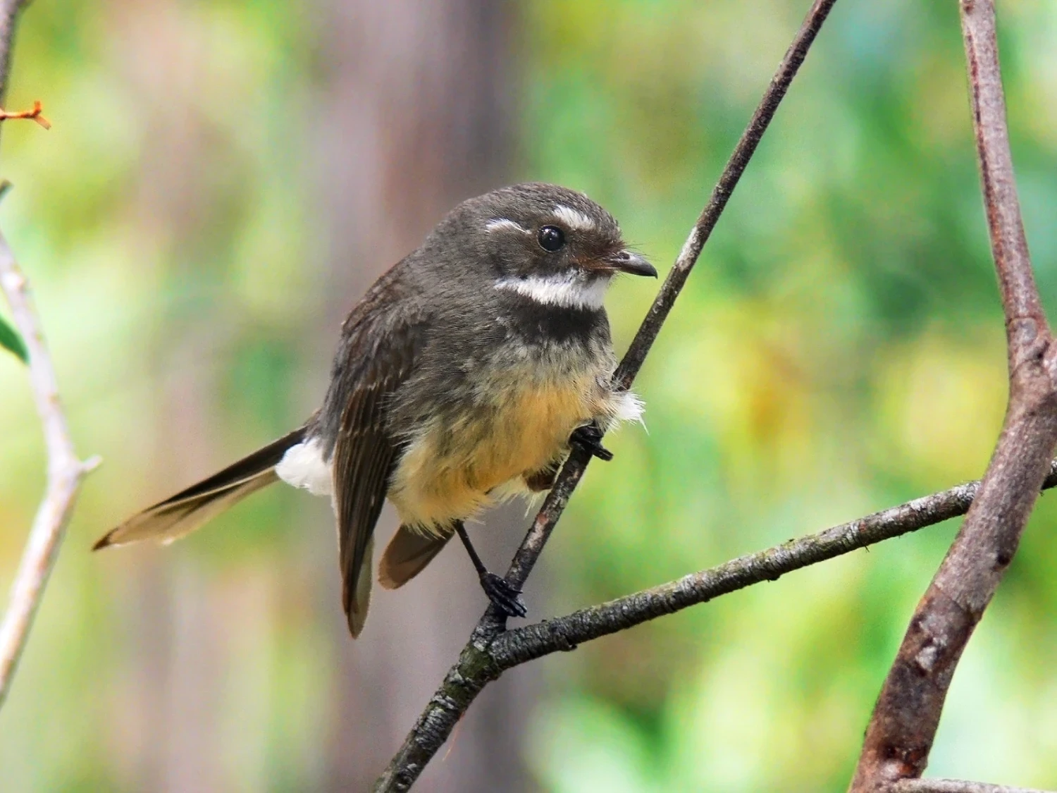 birb (Fantail)