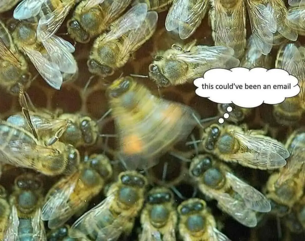 an image of bees watching a dancing bee with the words "this could have been an email" imposed over it