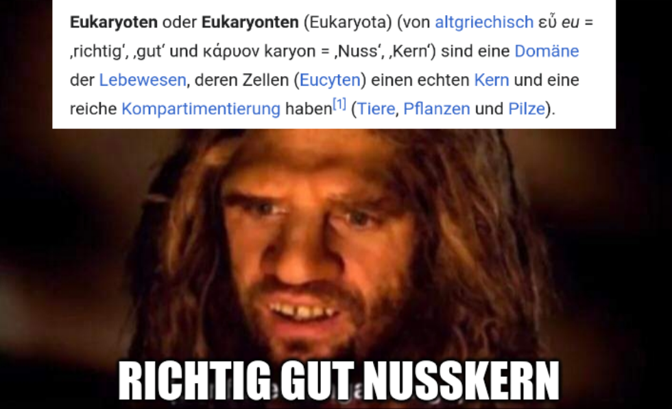 Bildschirmphoto von Wikipedia, in dem steht: "Eukaryoten oder Eukaryonten (Eukaryota) (von altgriechisch εὖ eu = ‚richtig‘, ‚gut‘ und κάρυον karyon = ‚Nuss‘, ‚Kern‘) sind eine Domäne der Lebewesen, deren Zellen (Eucyten) einen echten Kern und eine reiche Kompartimentierung haben (Tiere, Pflanzen und Pilze)." Darunter ist das "confused unga bunga"-Meme mit einem Bild von einem verwirrten Höhlenmenschen. Anstelle von "confused unga bunga" steht aber als Bildunterschrift stattdessen "richtig gut Nusskern".