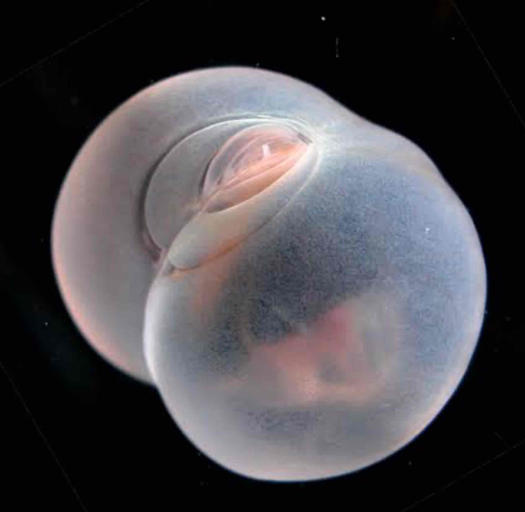 pigbutt worm