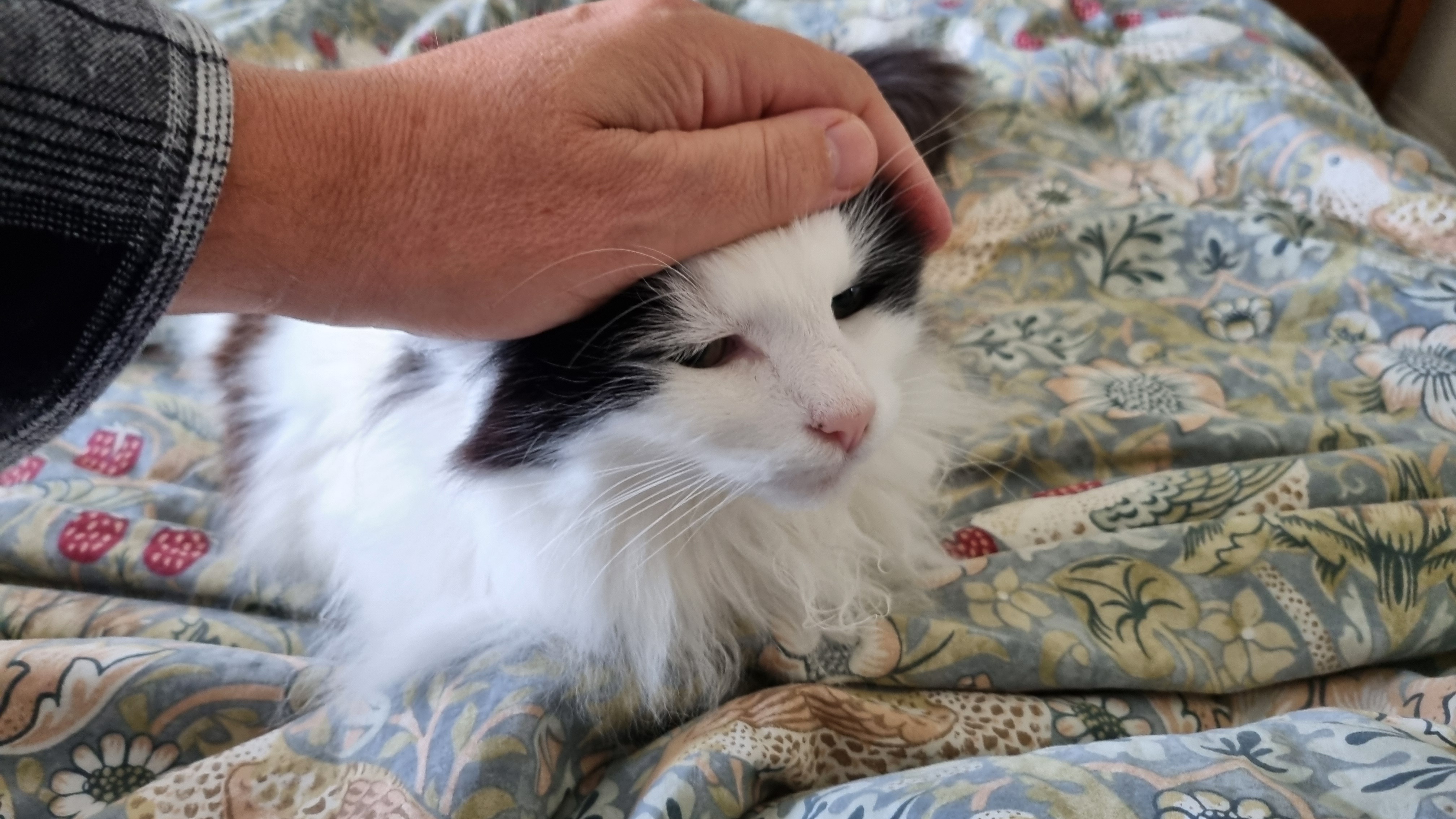 a white and black cat, resting on a rumpled duvet in hovercat pose, being stroked on the head