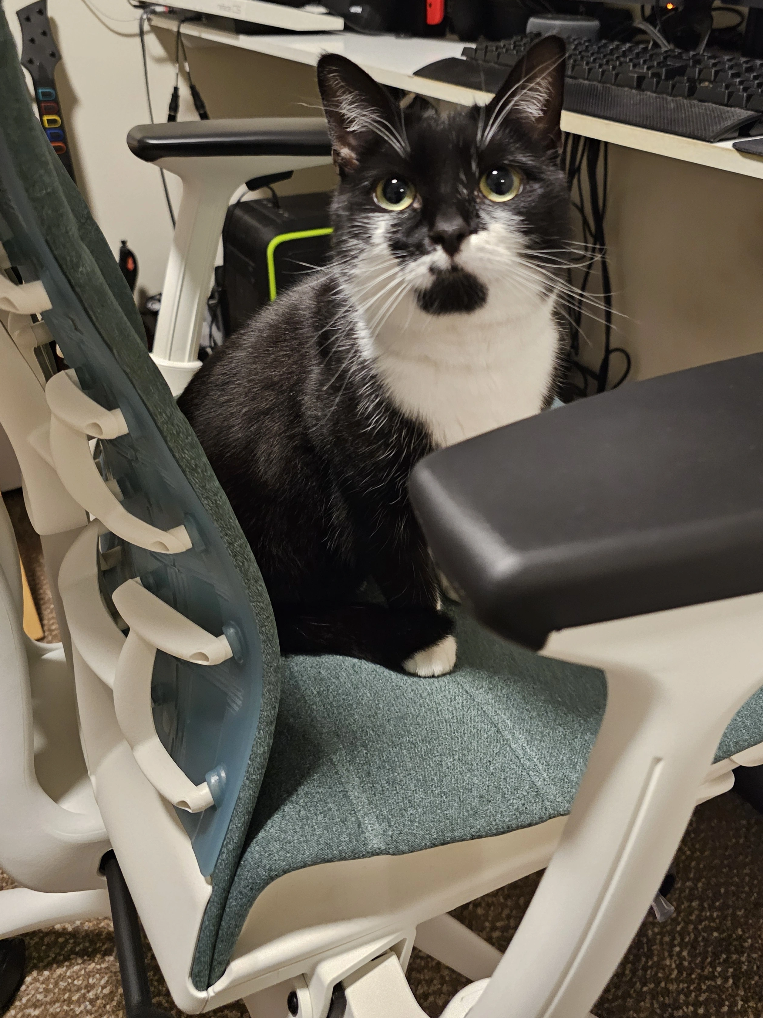 My cat on my chair looking up at me