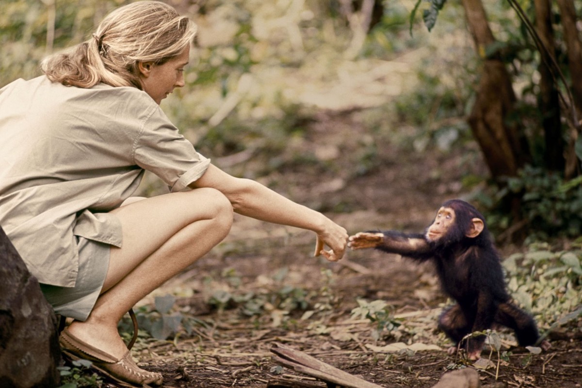 Jane Goodall meeting a baby chimp