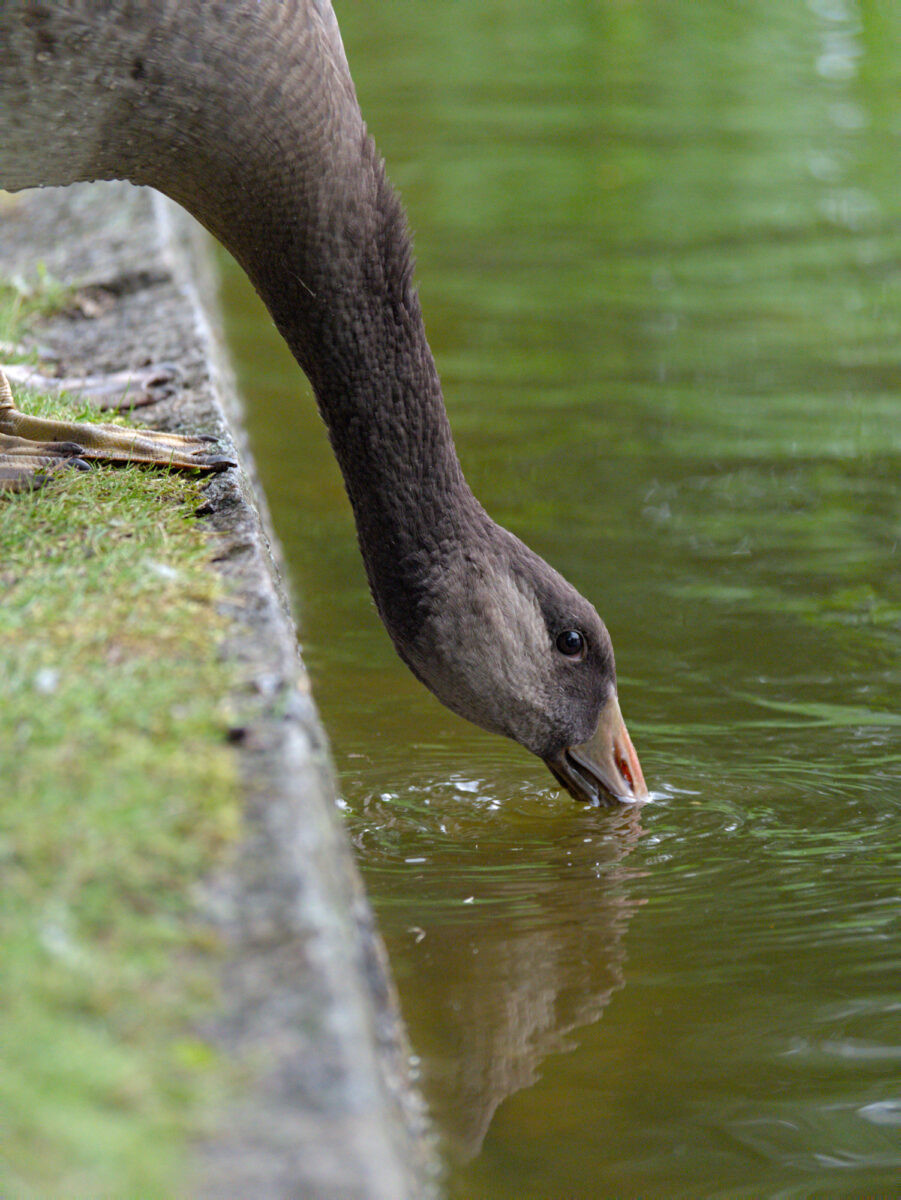 A juvenile Canada/greylag hybrid goose stands on the shore of a pond, bending down for a drink