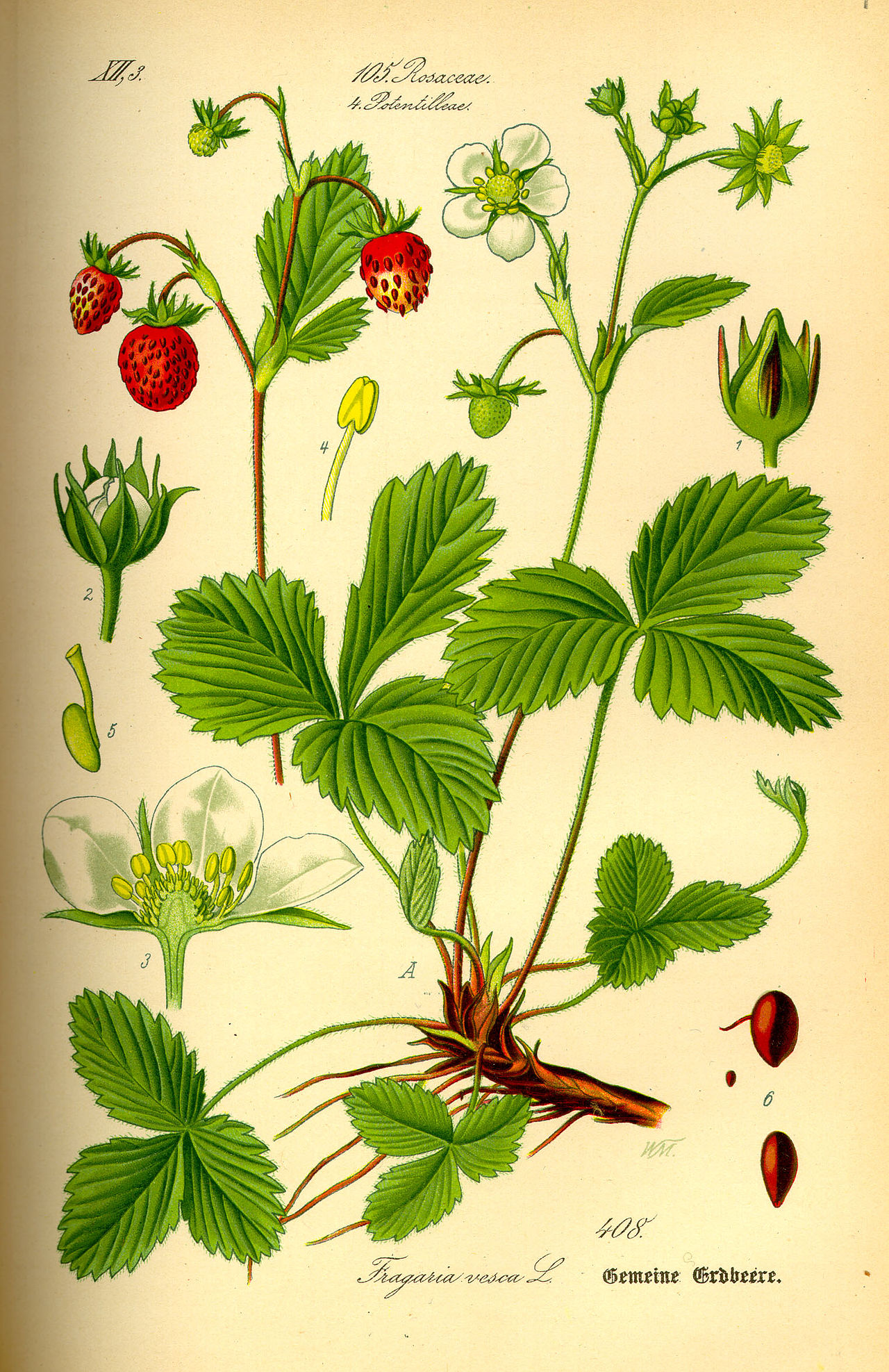 Erdbeeren